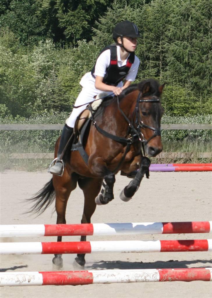 Anden særlig race Bastian "SAVNET" - ld Fotograf CBI-FOTO.dk billede 12