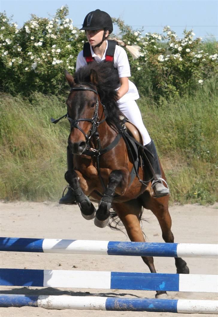 Anden særlig race Bastian "SAVNET" - Fotograf CBI-FOTO.dk billede 13