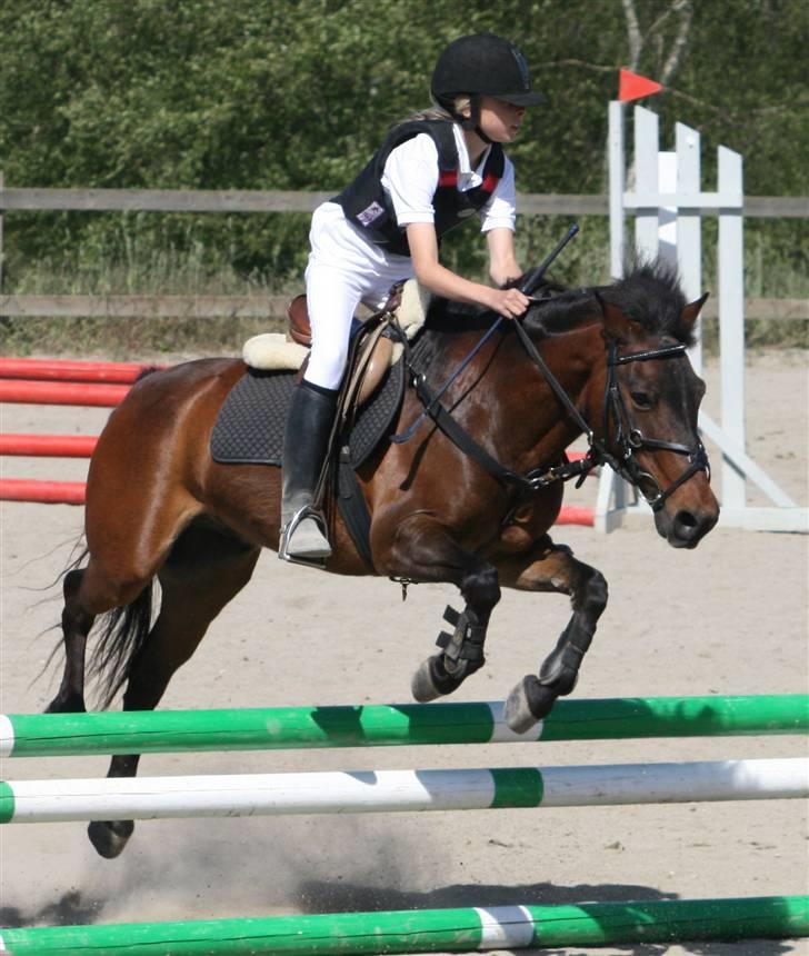 Anden særlig race Bastian "SAVNET" - Fotograf CBI-FOTO.dk billede 14