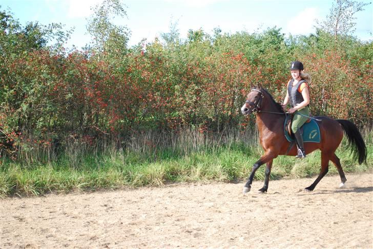 Hollandsk Sportspony Cupido<3 - smukkeste! da jeg prøvede ham ved benny hansen. Foto: MOR<3 billede 10