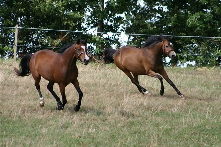 New Forest Orchid´s Sheila SOLGT - Sheiila leger med bedste lege kammerat Magic. :D billede 4