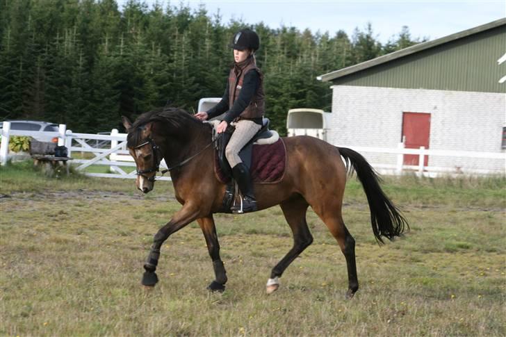 New Forest Orchid´s Sheila SOLGT - Træning efterår 08- Taget af Glennie Aagaard billede 6