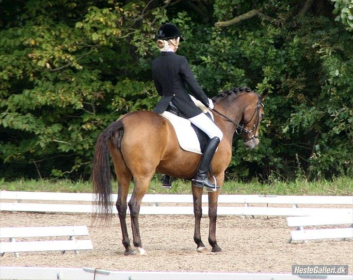 New Forest Orchid´s Sheila SOLGT - Hold DM frederikshavn - Taget af Sille Engermann billede 7