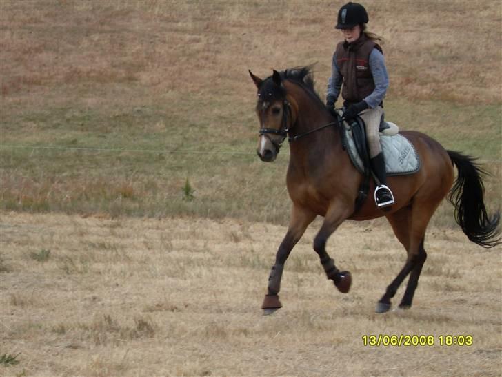 New Forest Orchid´s Sheila SOLGT billede 8