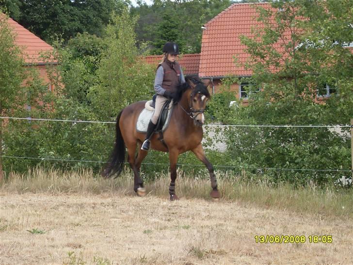 New Forest Orchid´s Sheila SOLGT billede 9