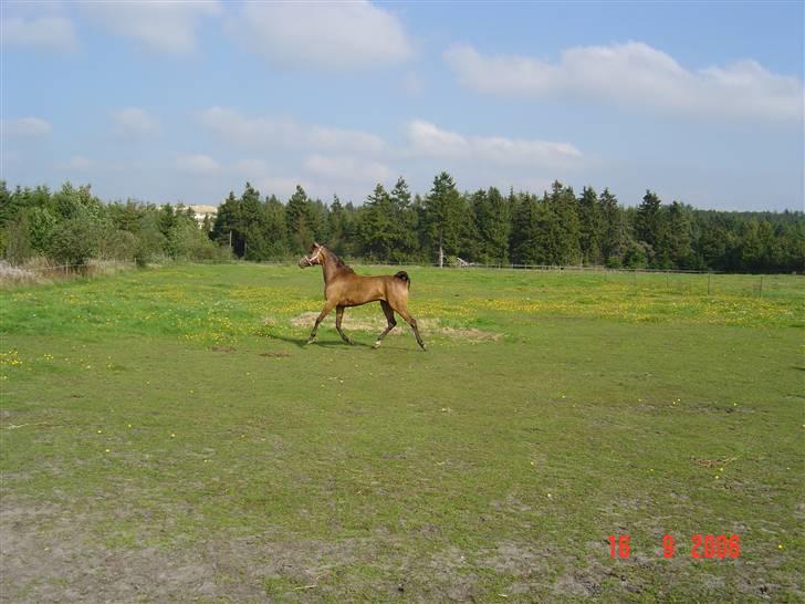 New Forest Orchid´s Sheila SOLGT billede 10