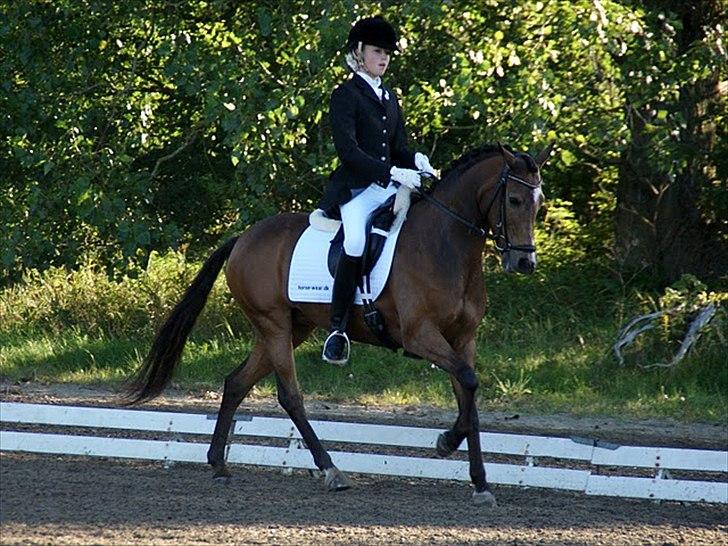 New Forest Orchid´s Sheila SOLGT - Frederikshavn hold DM - Taget af Kristine Ulsø Olsen. billede 11