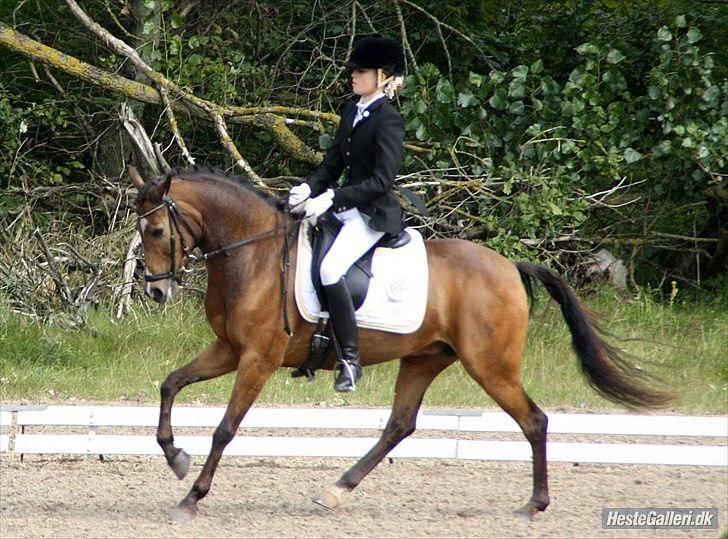 New Forest Orchid´s Sheila SOLGT - Hold DM frederikshavn - Taget af Sille Engermann billede 12