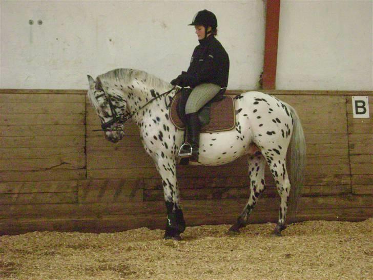 Knabstrupper Charmeur *Solgt* - <3 Miiin drøm ! <3 billede 2