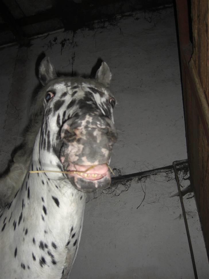 Knabstrupper Charmeur *Solgt* - *$*NYT*$* Miin dejligste  <3<3 Foto: Miig billede 4