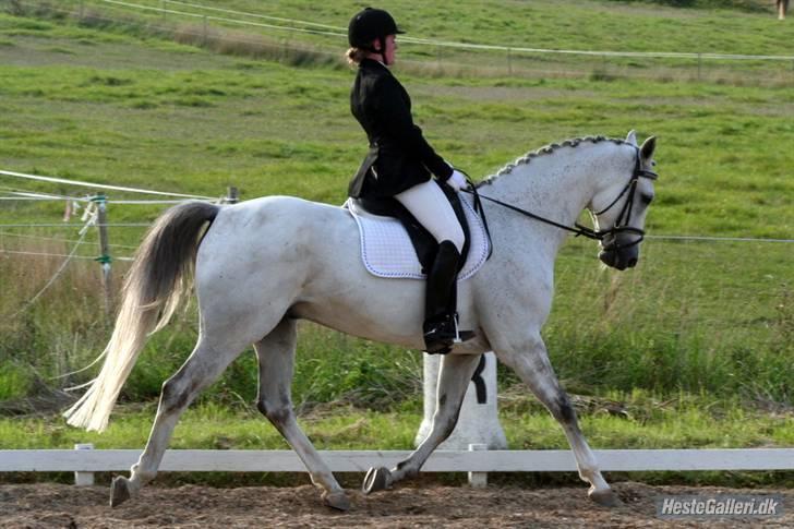 Dansk Varmblod Ronaldo - jeg elsker Nalle og det kan ses hvorfor:) han er SÅ lækker-smuk:) billede 3