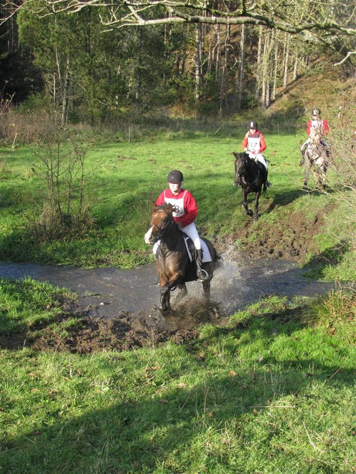 Anden særlig race Pinocchio SOLGT - Wuhu over åen! billede 19