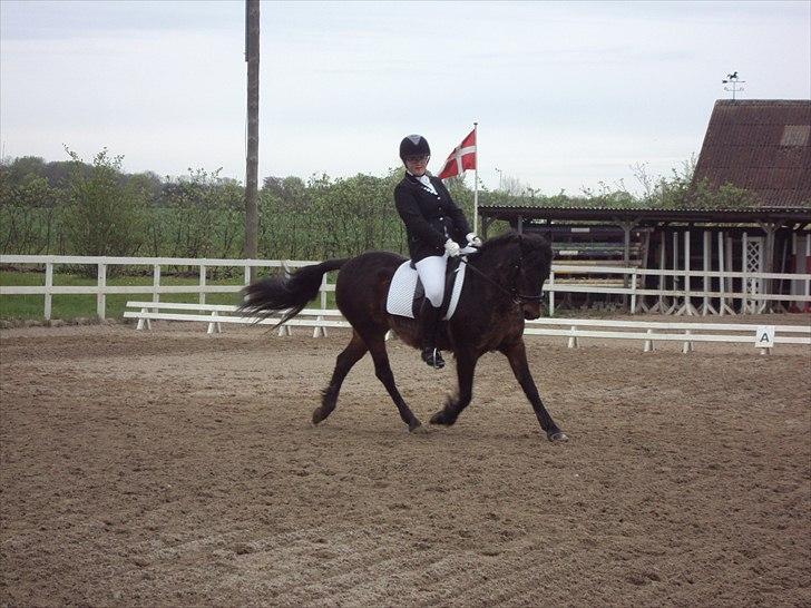 New Forest Pichan R.I.P. - LA1 dressur i Årslev! - You would do anything for me .. billede 8