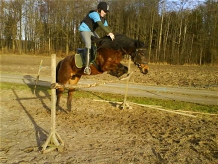 New Forest Pichan R.I.P. - Jumping into the sky .. billede 9