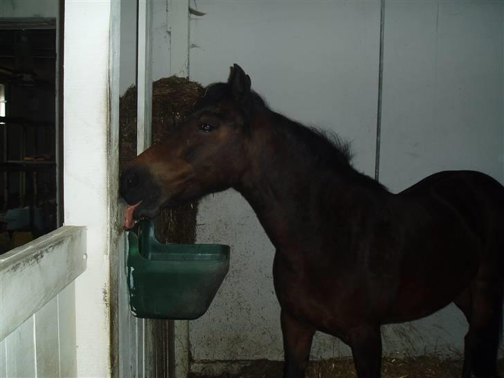 New Forest Pichan R.I.P. - Looking good my friend :D billede 10