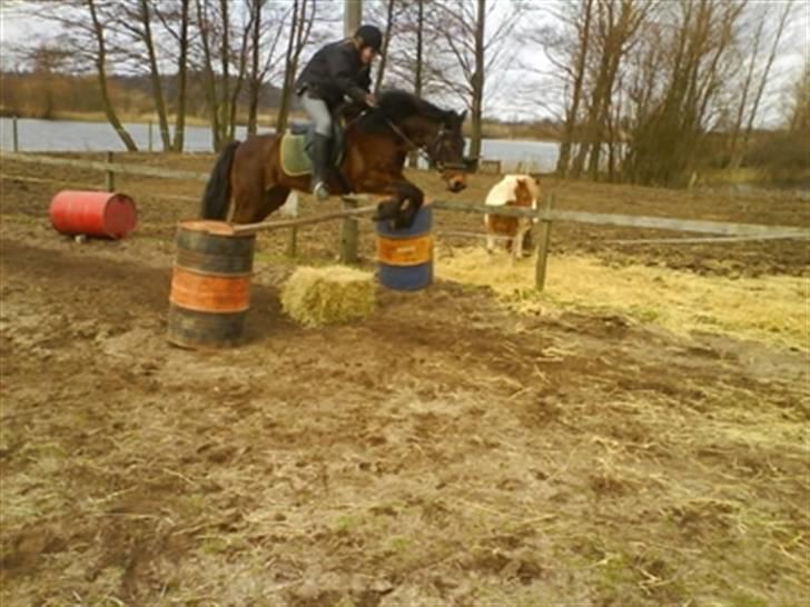 New Forest Pichan R.I.P. - (: billede 11