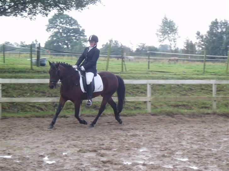 New Forest Pichan R.I.P. - LB1 i årslev ;B billede 12