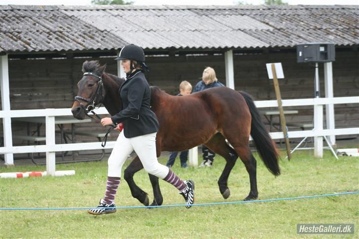 New Forest Pichan R.I.P. - Taget af » Sabine AGR :  det fynske børnedyrskue 2009 billede 13