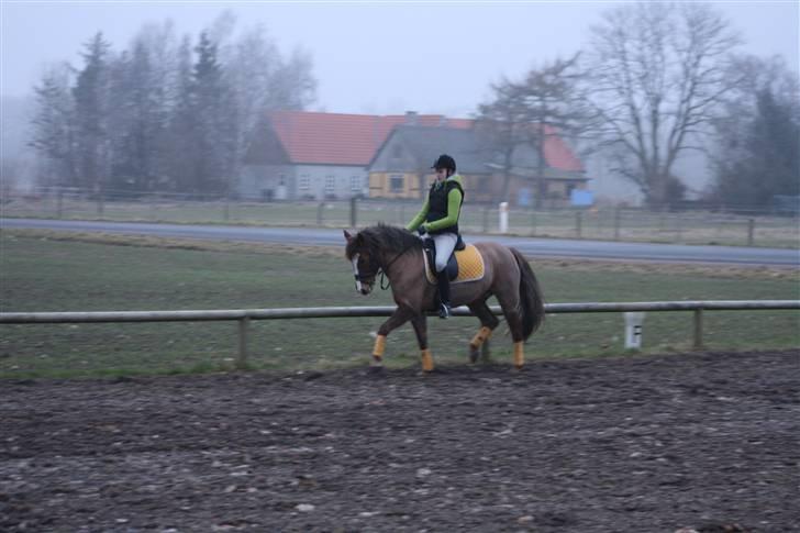 New Forest Odbjergs Elaine - SOLGT - - II - billede 10
