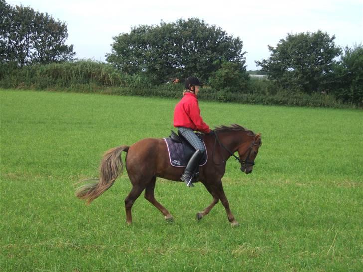 New Forest Odbjergs Elaine - SOLGT - Og en lille galop :) 2008 billede 12