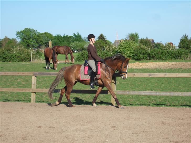 New Forest Odbjergs Elaine - SOLGT - Super duper Elaine :) billede 18