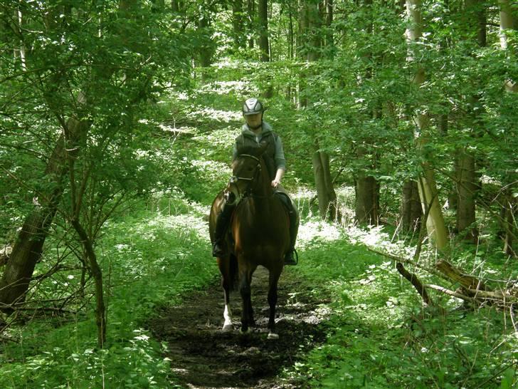 Irsk Sportspony Clover Island - 8) I Folehaveskoven:)<333 FOTO: Min far billede 8
