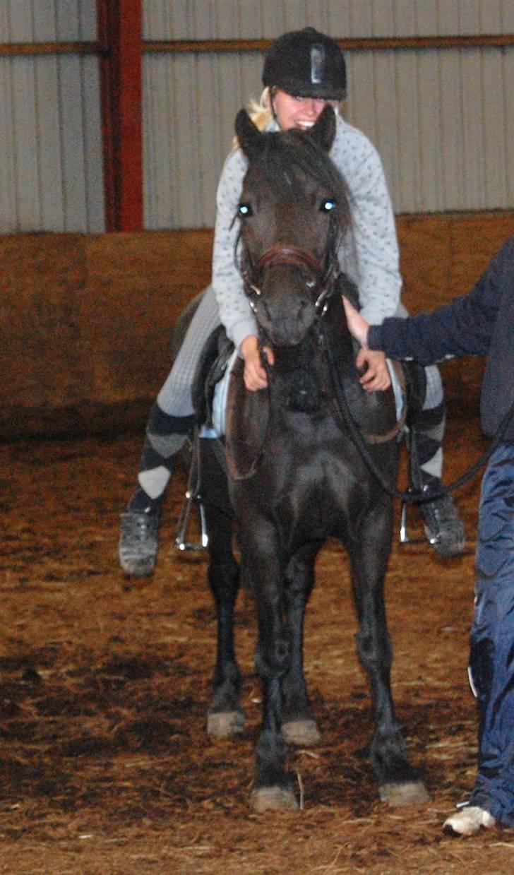 Welsh Pony af Cob-type (sec C) Fjordglimts Miss Gabrysia billede 13