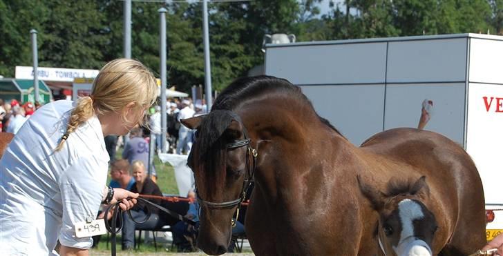 Welsh Pony af Cob-type (sec C) Fjordglimts Miss Gabrysia billede 14