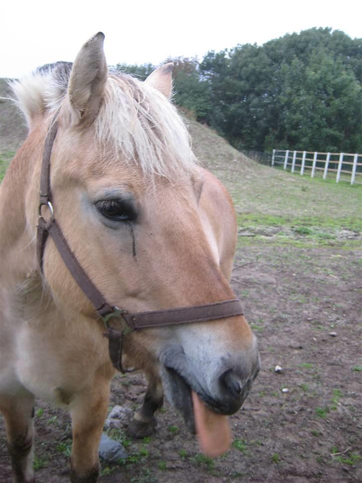 Fjordhest Jasmin<'3 Solgt ! :'( - Fordi jeg elsker dig.           hun har lige fået te :D billede 20
