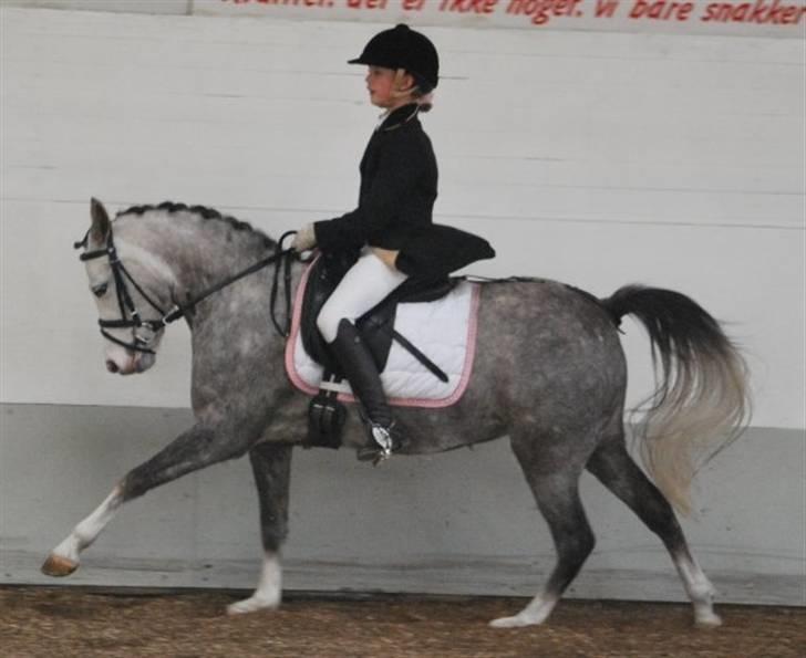 Anden særlig race Faithful´s Shakira B-pony - Galop igen <3 Tak for billedet Ida :D<3 billede 18