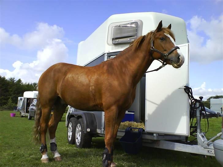 New Forest Remontes Gee-Gee - solgt billede 9