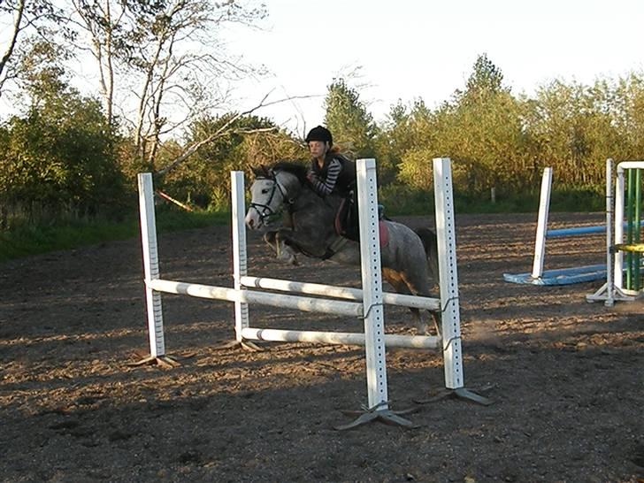 Anden særlig race Faithful´s Shakira B-pony billede 19