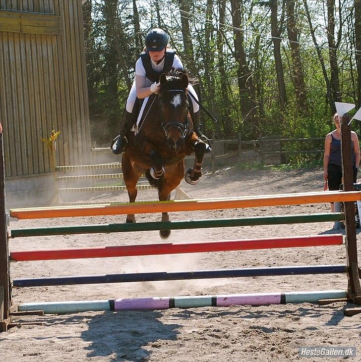 Hollandsk Sportspony Mars Marshall - Bedste stævne nogensinde! LA på Stevnsbogaard som vi vandt. Aldrig har han sprunget så godt! Stjerne <3 billede 6