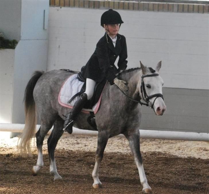 Anden særlig race Faithful´s Shakira B-pony - Du var så dygtig !! <3<3 Tak for billedet Ida :D<3 billede 20