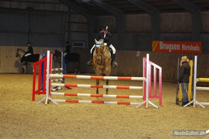 Hollandsk Sportspony Red Cappucino - ULA #´foto: annika billede 12