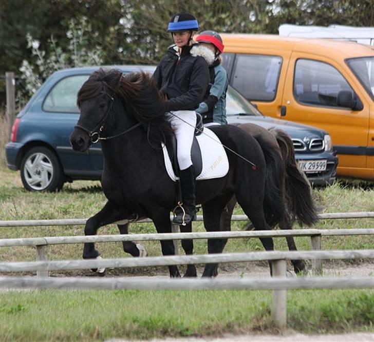 Islænder Fjalar Fra Løvemose<3 - GeysirMaster 08(Smuk hest)(Taget af Clara K) billede 2