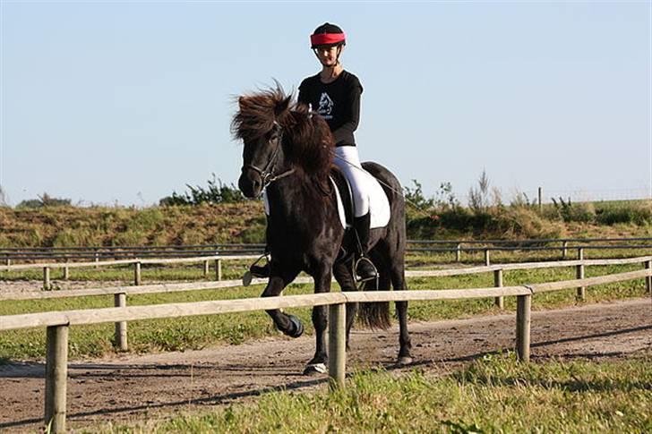 Islænder Fjalar Fra Løvemose<3 - GeysirMaster 08(Taget af Clara K) billede 3