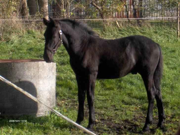 Frieser  # BLAKE # solgt - ( okt 08 ) billede 9