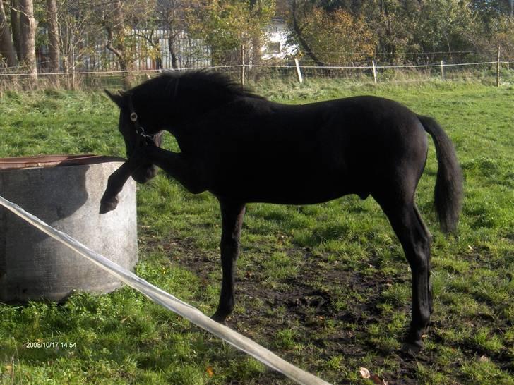 Frieser  # BLAKE # solgt - ( okt 08 ) billede 10