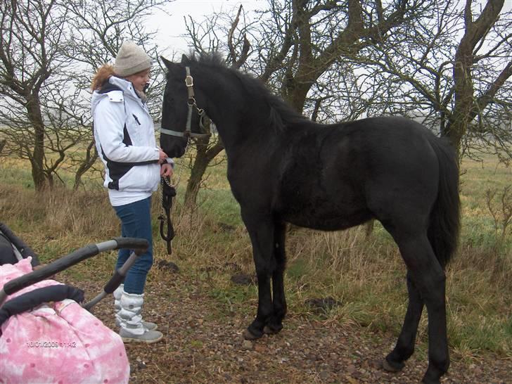 Frieser  # BLAKE # solgt - Blake og Charlotte i dec 08 billede 11