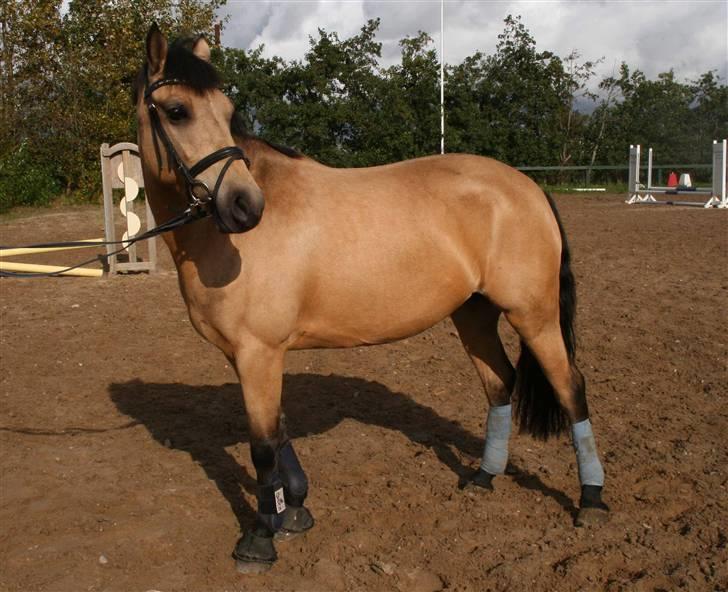Hollandsk Sportspony Valerie (solgt 09) - Velkommen til min smukke ponys profil:o) billede 1
