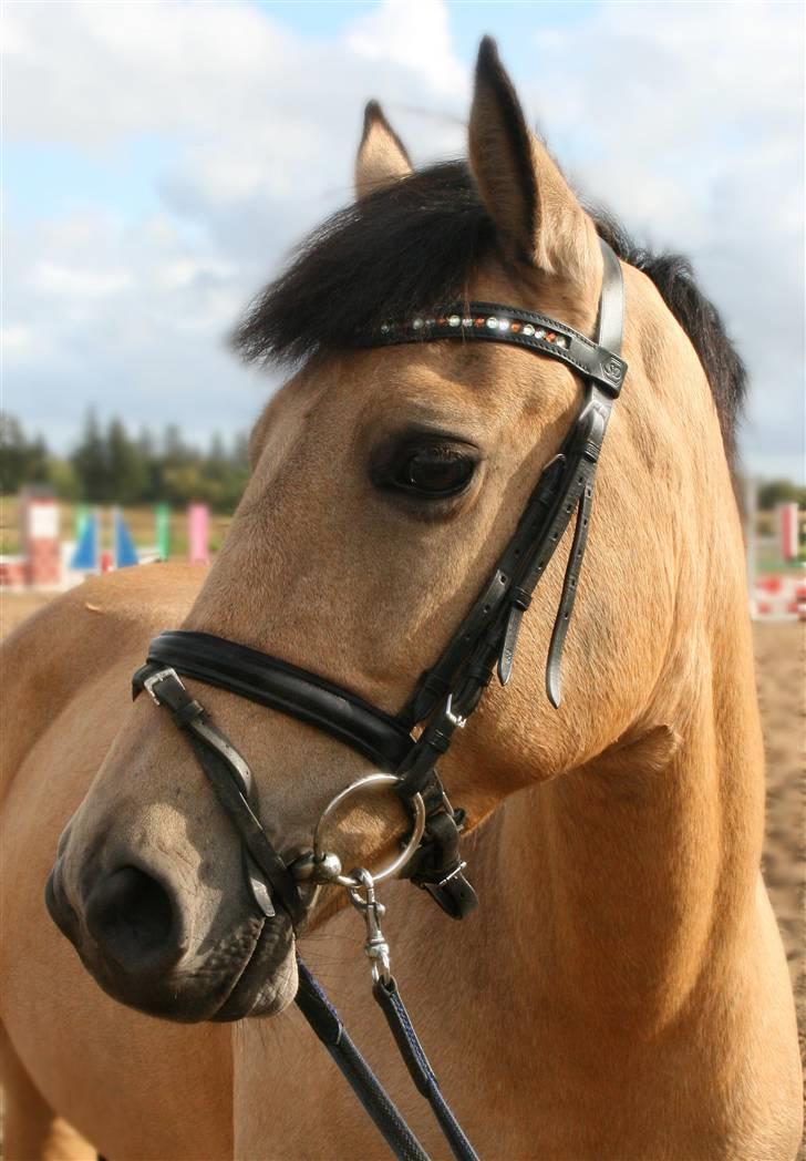 Hollandsk Sportspony Valerie (solgt 09) - Beautiful<3 billede 2