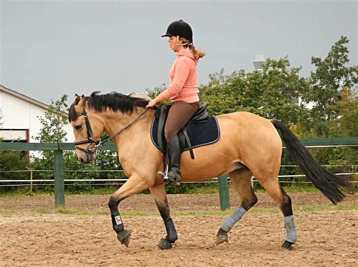 Hollandsk Sportspony Valerie (solgt 09) - Hun ser meega kraftig ud her men det er hun ikke rigtigt:o) billede 3