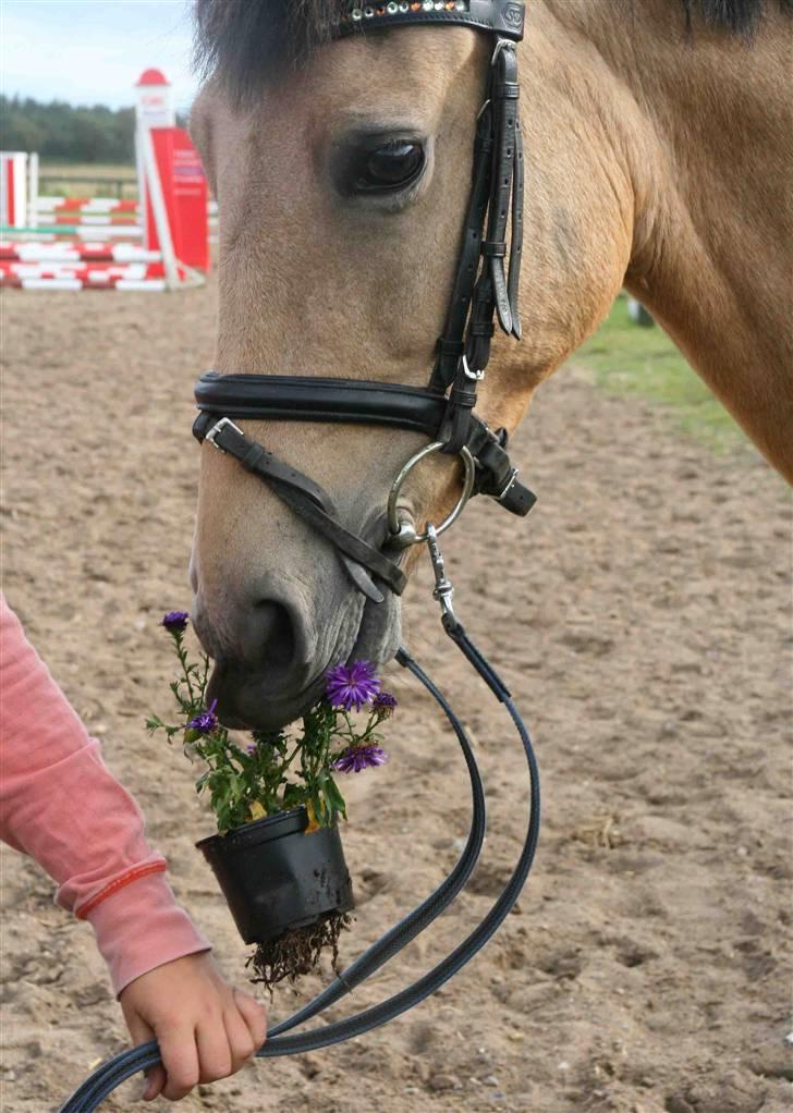Hollandsk Sportspony Valerie (solgt 09) - Jeg spiser KUN Flower power og Retro Rollinger!! billede 4