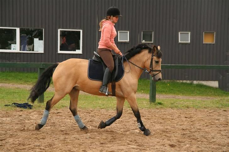 Hollandsk Sportspony Valerie (solgt 09) - Hihi ved godt jeg sidder pænt underligt:p billede 5