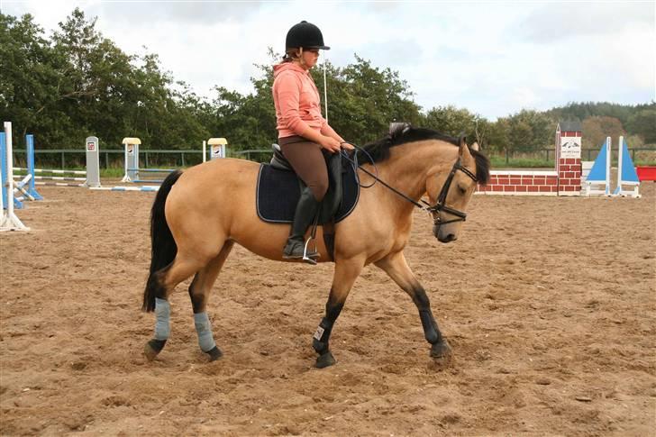Hollandsk Sportspony Valerie (solgt 09) - Smuk og dejlig billede 7
