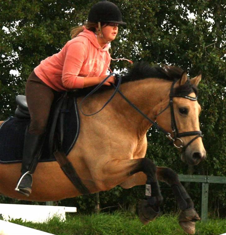 Hollandsk Sportspony Valerie (solgt 09) - Attack! billede 8