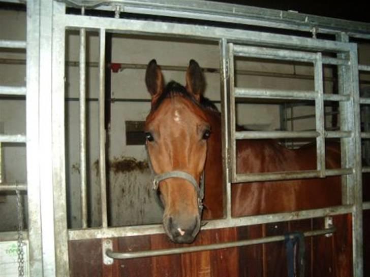 Dansk Varmblod hyggebo´s lucky senna "solgt:("  billede 6