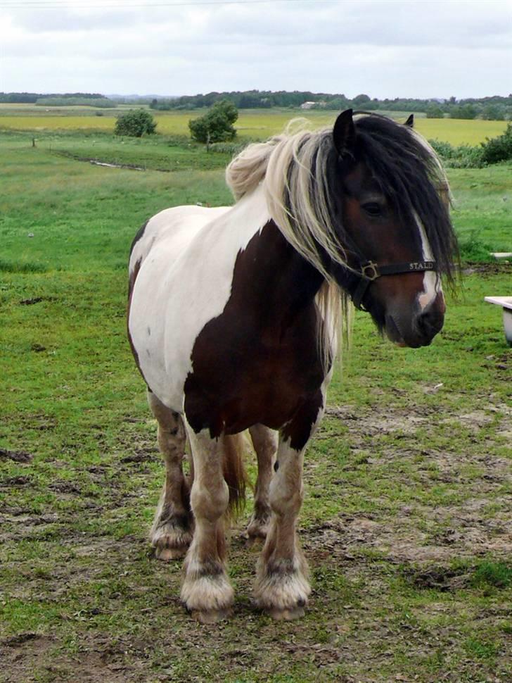 Tinker Viktor K Skønhest - Viktor på Monty Roberts-kursus billede 1