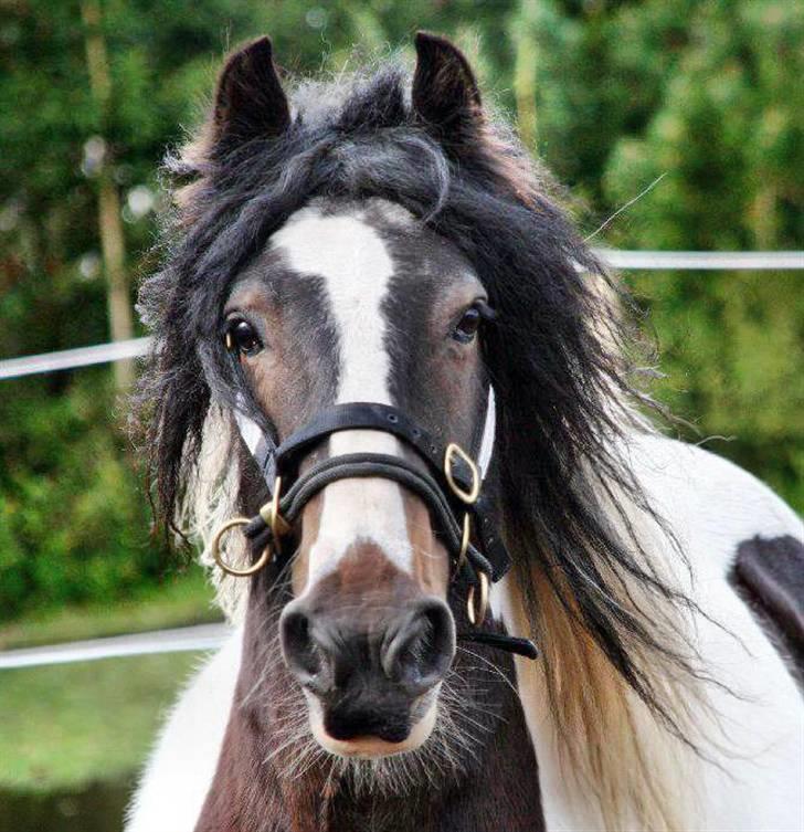 Tinker Viktor K Skønhest - Han er sin egen... billede 2